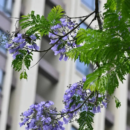 Jacaranda Seeds