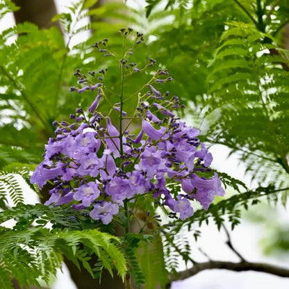 Jacaranda Seeds