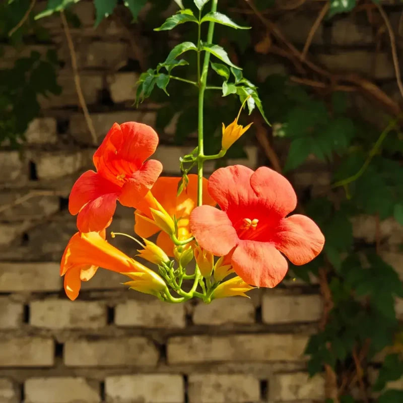 Chinese Trumpet Creeper Seeds