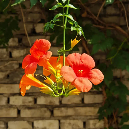 Chinese Trumpet Creeper Seeds
