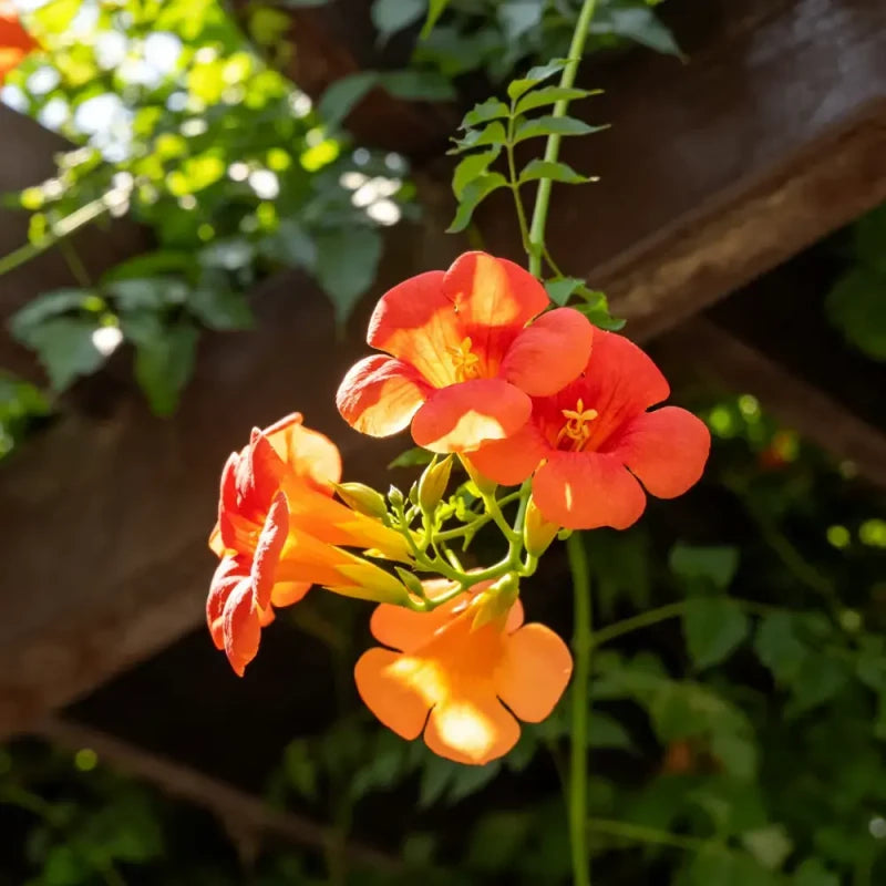 Chinese Trumpet Creeper Seeds