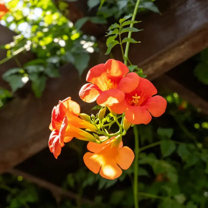 Chinese Trumpet Creeper Seeds