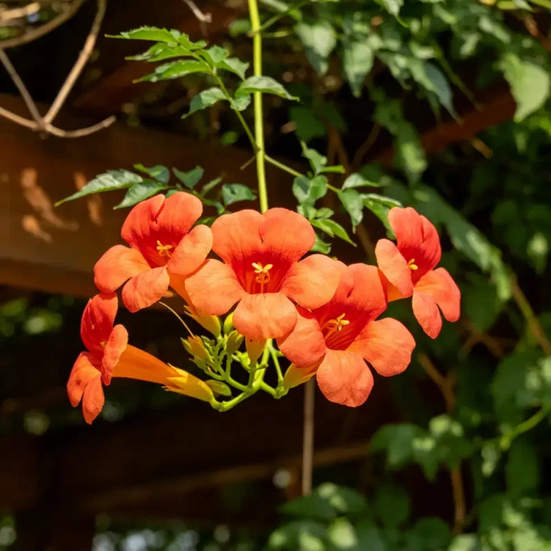 Chinese Trumpet Creeper Seeds