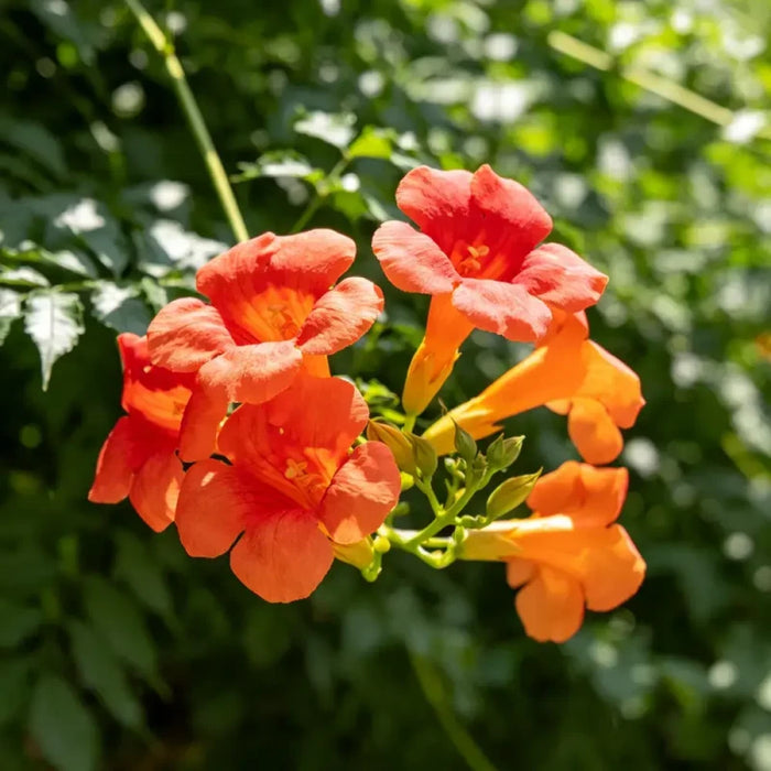 Chinese Trumpet Creeper Seeds