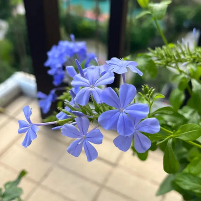 Cape Leadwort Seeds