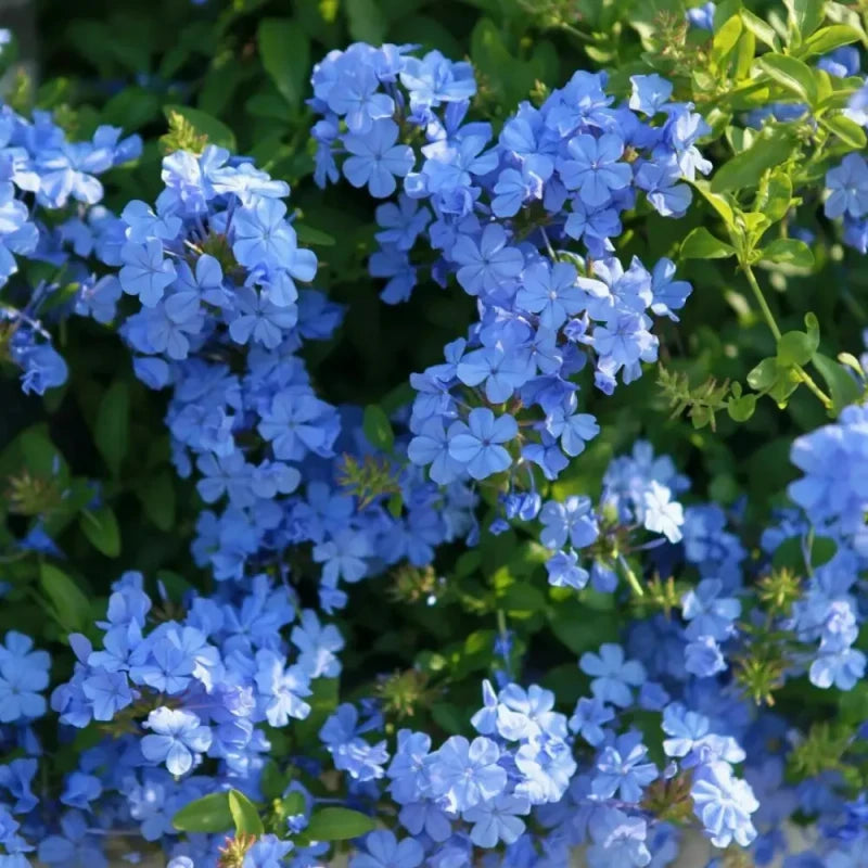 Cape Leadwort Seeds