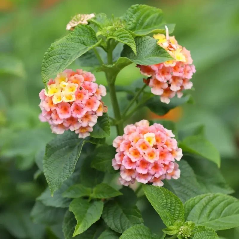 Lantana Seeds - Verdseeds