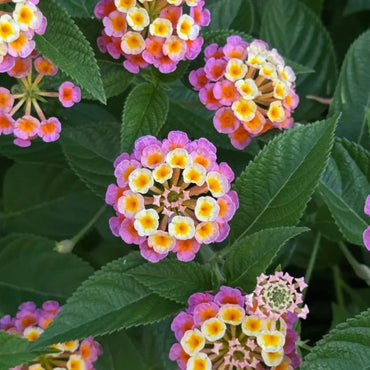Lantana Seeds - Verdseeds