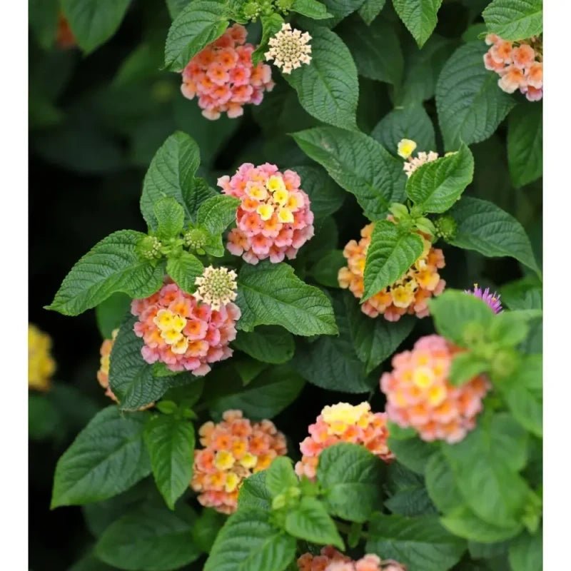 Lantana Seeds - Verdseeds
