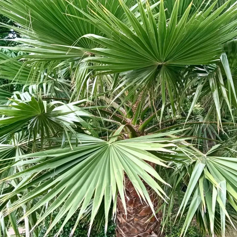 Mexican Fan Palm Seeds