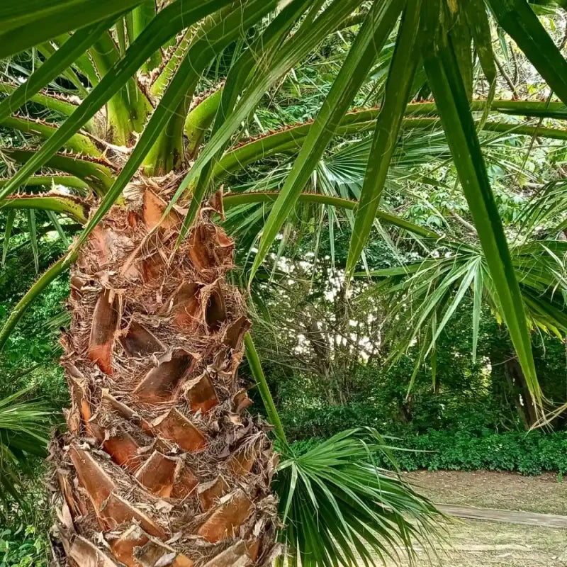 Mexican Fan Palm Seeds