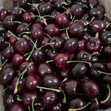 Lapins Sweet Cherry Seeds - Verdseeds