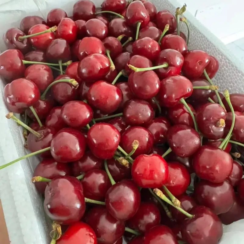 Lapins Sweet Cherry Seeds - Verdseeds