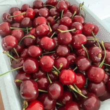 Lapins Sweet Cherry Seeds - Verdseeds