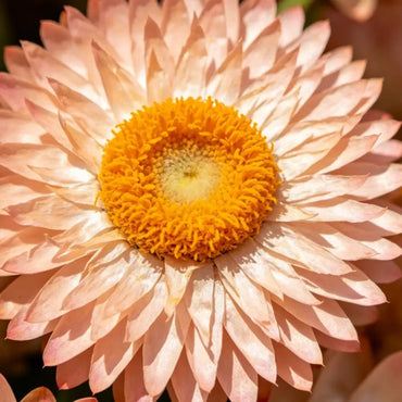Large Flower Apricot Strawflower Seeds - Verdseeds