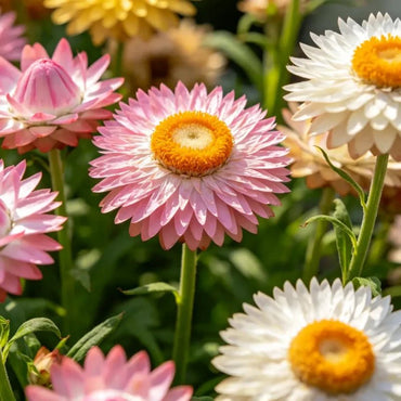 Large flower mixed color Strawflower Seeds - Verdseeds
