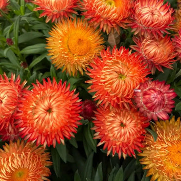 Large flower mixed color Strawflower Seeds - Verdseeds