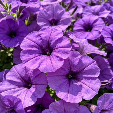Large Flower Morning Glory Seeds - Verdseeds