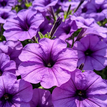 Large Flower Morning Glory Seeds - Verdseeds