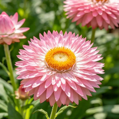 Large Flower Pink Strawflower Seeds - Verdseeds