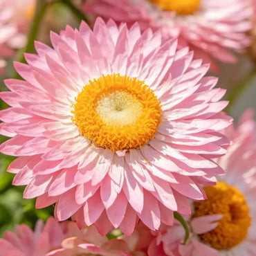Large Flower Pink Strawflower Seeds - Verdseeds