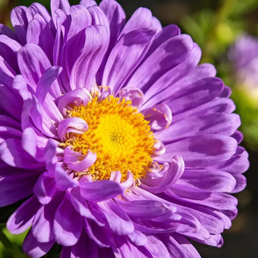 Large Flower Purple Strawflower Seeds - Verdseeds