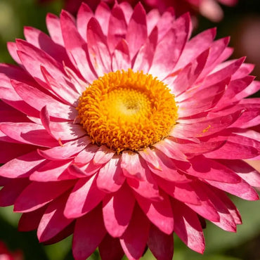 Large Flower Rose Red Strawflower Seeds - Verdseeds