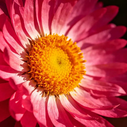 Large Flower Rose Red Strawflower Seeds - Verdseeds