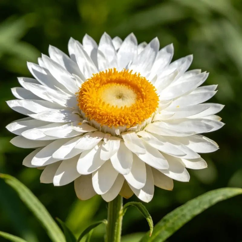 Large Flower White Strawflower Seeds - Verdseeds