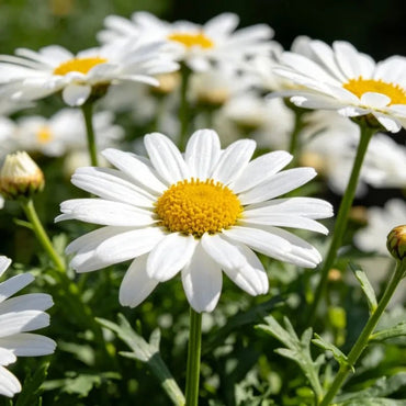 Large Flower White Strawflower Seeds - Verdseeds