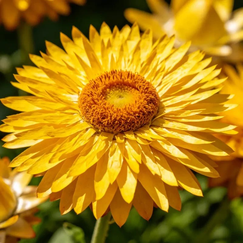 Large Flower Yellow Strawflower Seeds - Verdseeds