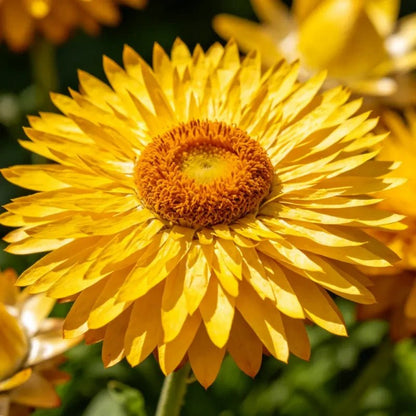 Large Flower Yellow Strawflower Seeds - Verdseeds