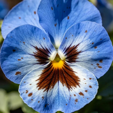 Large - Flowered Blue Brown Spots Pansy Seeds - Dream Butterfly Series - Verdseeds