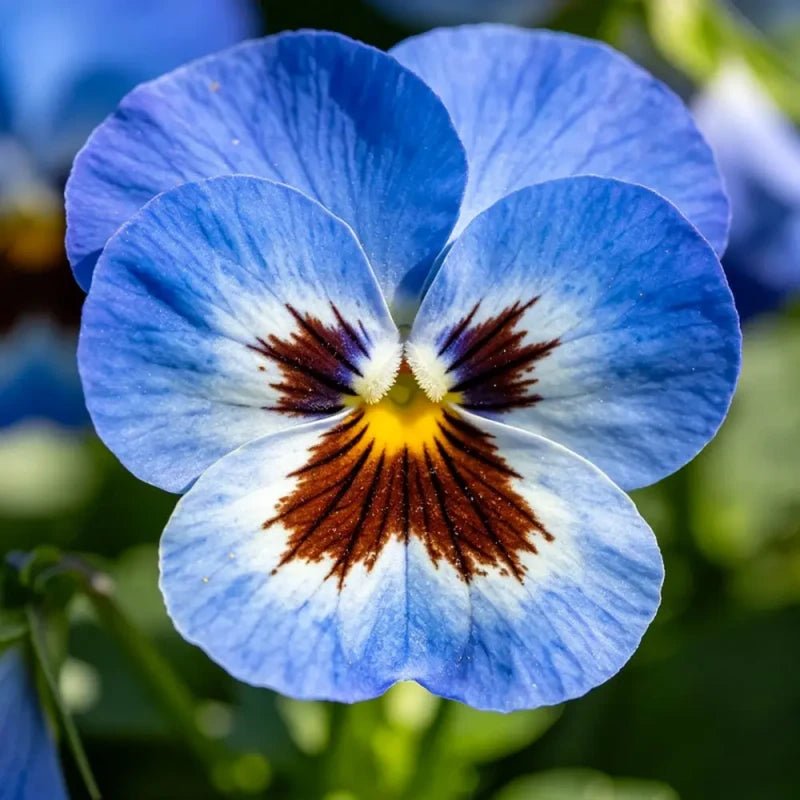 Large - Flowered Blue Brown Spots Pansy Seeds - Dream Butterfly Series - Verdseeds