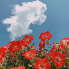 Large-Flowered Mixed Color Morning Glory Seeds - Verdseeds