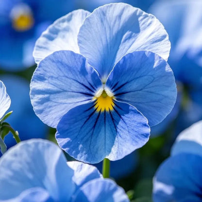 Large - Flowered Pure Blue Pansy Seeds - Dream Butterfly Series - Verdseeds