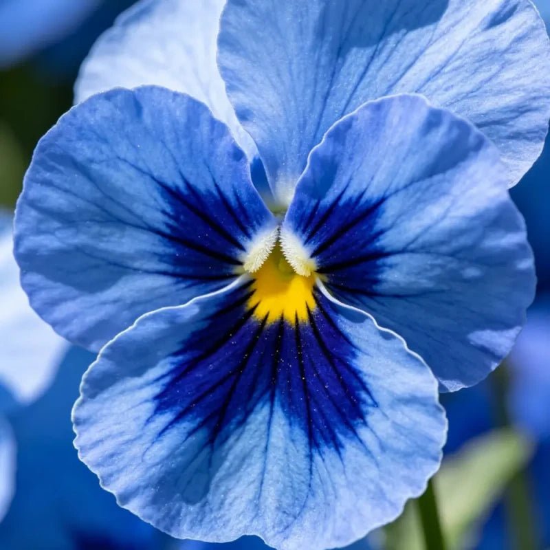 Large - Flowered Pure Blue Pansy Seeds - Dream Butterfly Series - Verdseeds