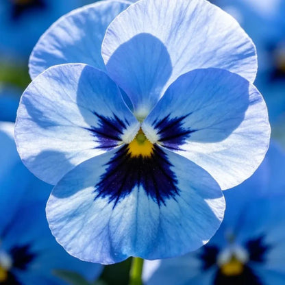 Large - Flowered Pure Blue Pansy Seeds - Dream Butterfly Series - Verdseeds