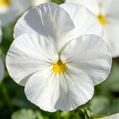 Large - Flowered Pure White Pansy Seeds - Dream Butterfly Series - Verdseeds