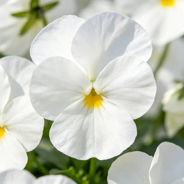 Large - Flowered Pure White Pansy Seeds - Dream Butterfly Series - Verdseeds