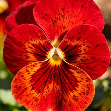 Large - Flowered Red Brown Spots Pansy Seeds - Dream Butterfly Series - Verdseeds