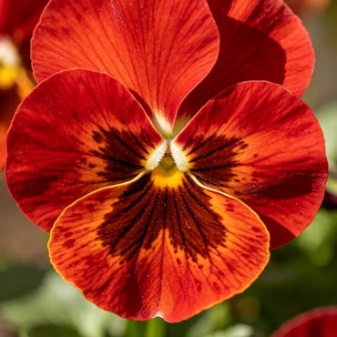 Large - Flowered Red Brown Spots Pansy Seeds - Dream Butterfly Series - Verdseeds