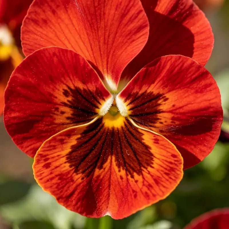 Large - Flowered Red Brown Spots Pansy Seeds - Dream Butterfly Series - Verdseeds