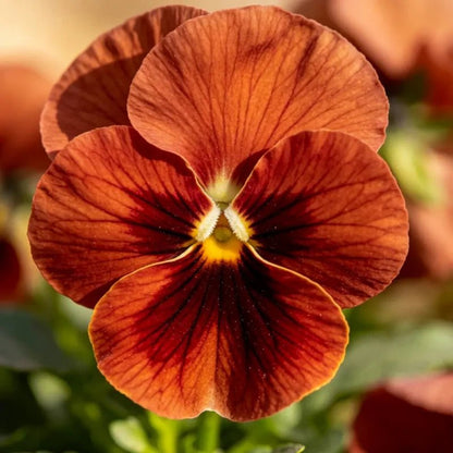 Large - Flowered Reddish Brown Pansy Seeds - Dream Butterfly Series - Verdseeds