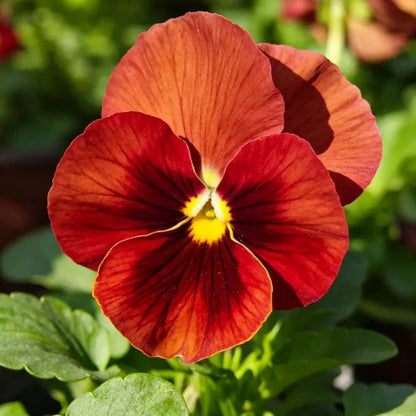 Large - Flowered Reddish Brown Pansy Seeds - Dream Butterfly Series - Verdseeds