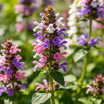 Large - flowered Self - heal Seeds - Verdseeds