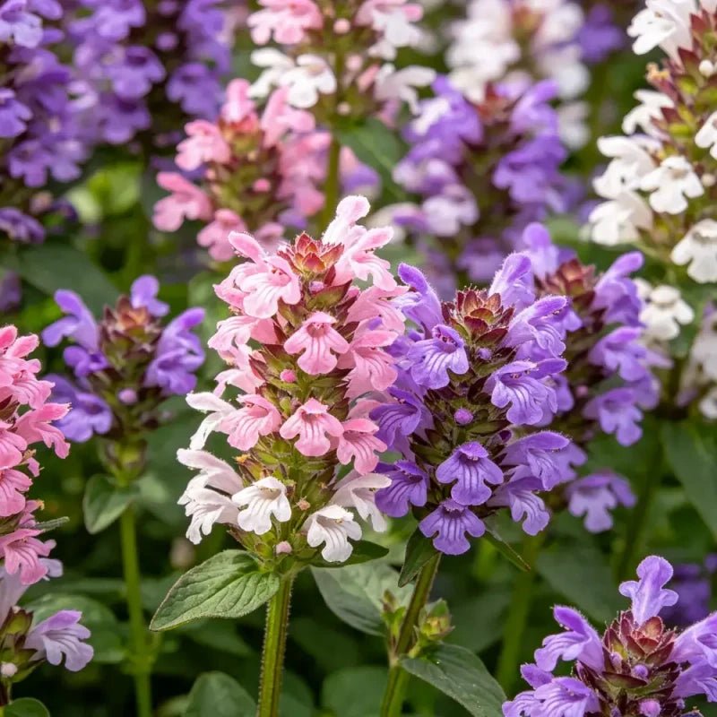 Large - flowered Self - heal Seeds - Verdseeds