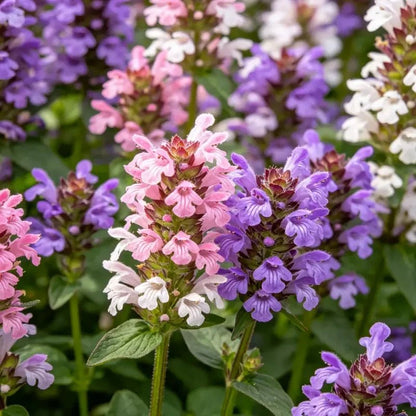 Large - flowered Self - heal Seeds - Verdseeds