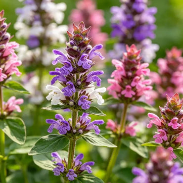 Large - flowered Self - heal Seeds - Verdseeds