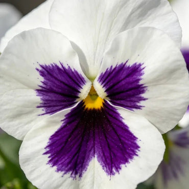 Large - Flowered White Spot Pansy Seeds - Dream Butterfly Series - Verdseeds